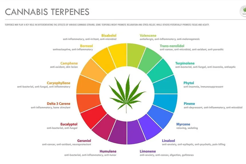 Terpenes